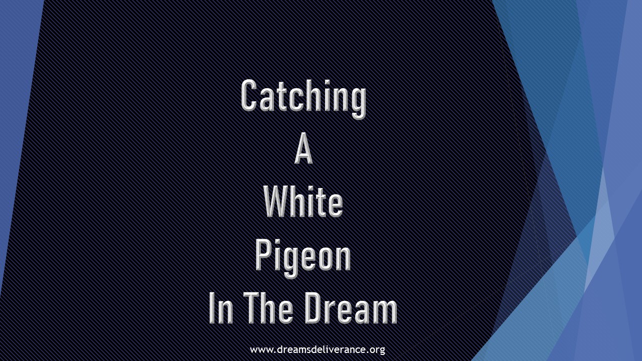 Catching A White Pigeon In The Dream